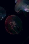 水母