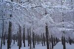 雪后森林