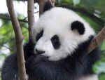 熊猫图片