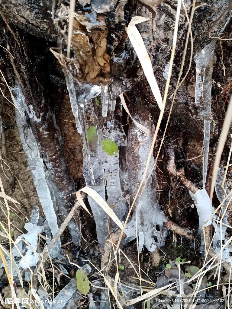 树洞里的冰锥