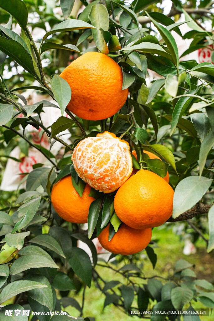 耙耙柑橘子