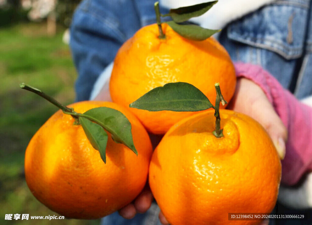 柑橘
