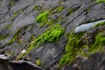 苔藓