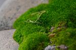 苔藓
