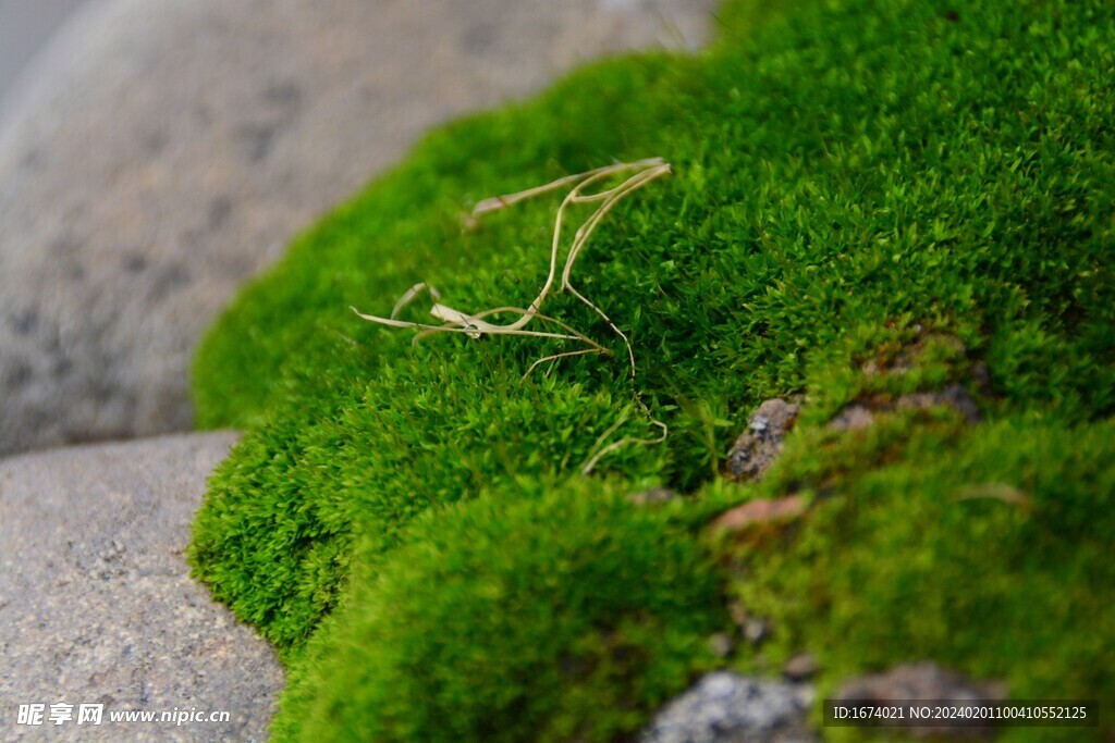 苔藓