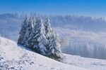 森林雪景