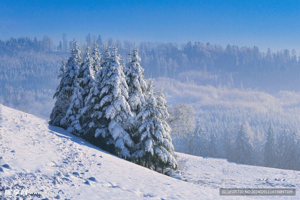 森林雪景