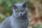 可爱猫