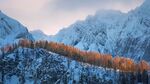 森林雪景