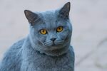 可爱猫