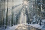 森林雪景