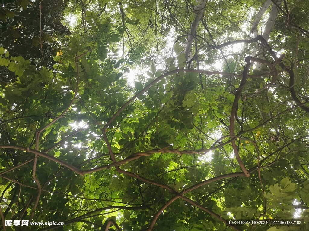 仰拍爬藤植物