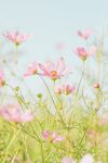 格桑花 