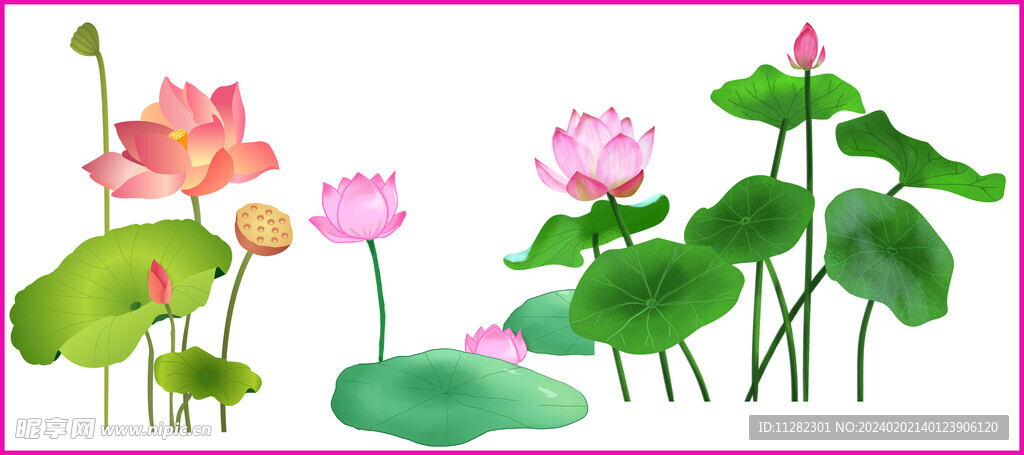 荷花荷叶