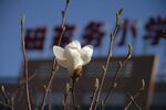 玉兰花