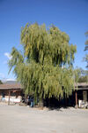 大树