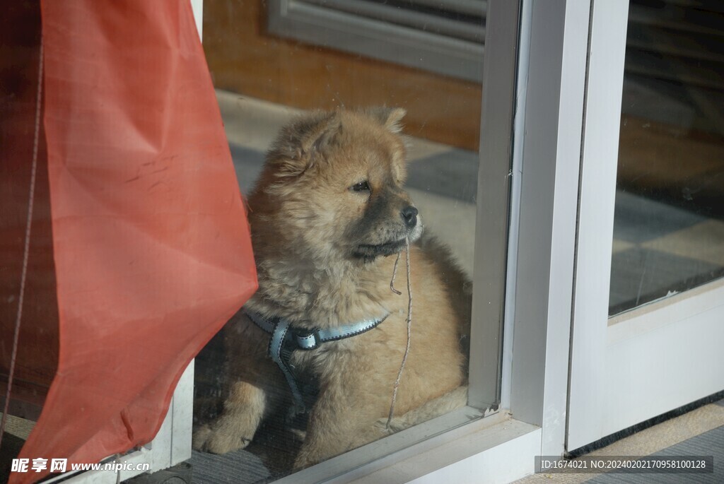 狗狗