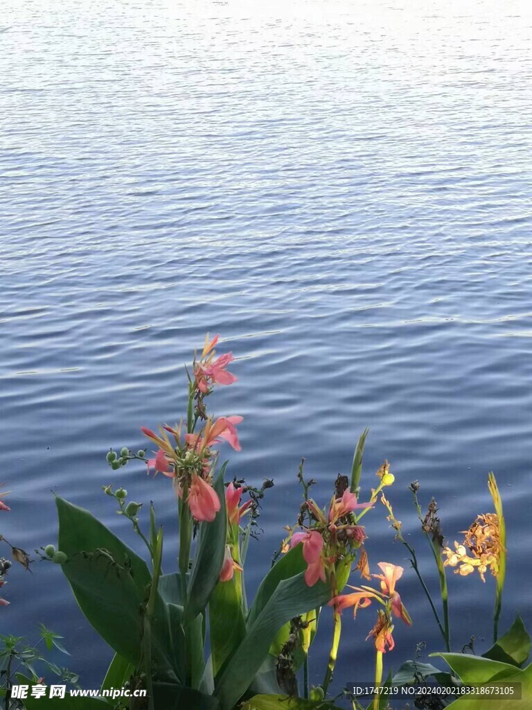 湖边花开
