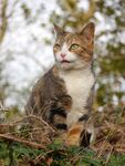 猫图片