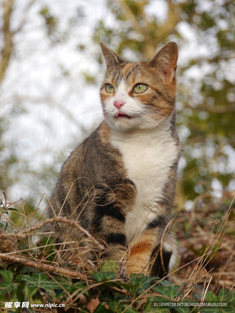 猫图片