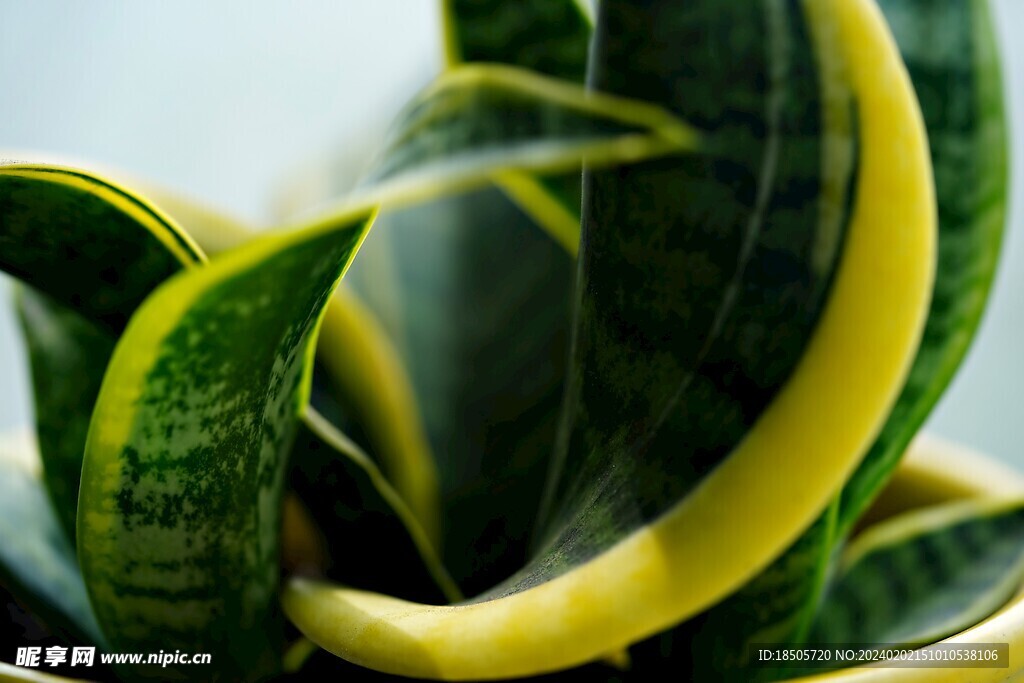 绿色植物
