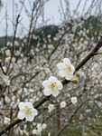 潮州市饶平县东山镇东明村梅花节