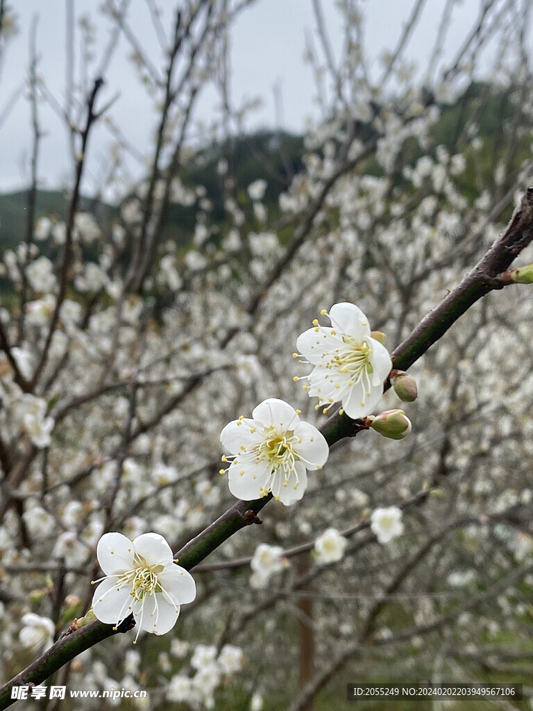 潮州市饶平县东山镇东明村梅花节