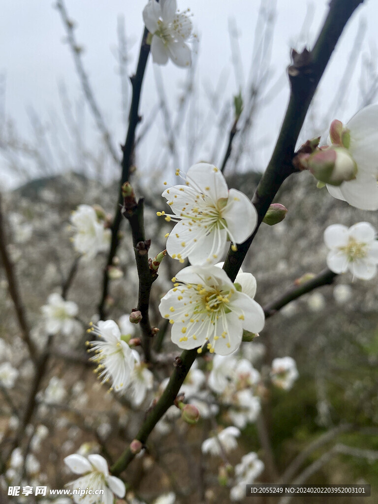 潮州市饶平县东山镇东明村梅花节