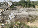 潮州市饶平县东山镇东明村梅花节