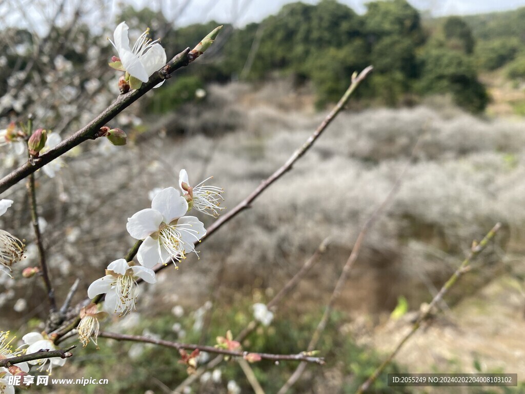 潮州市饶平县东山镇东明村梅花节