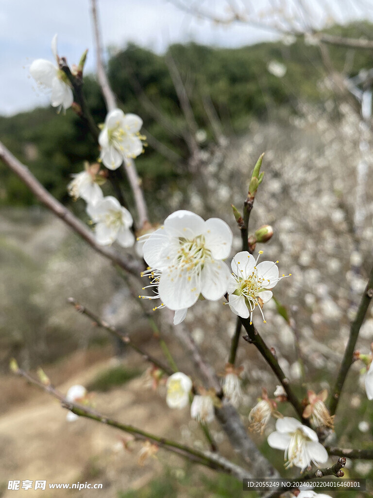 潮州市饶平县东山镇东明村梅花节