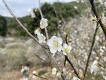 潮州市饶平县东山镇东明村梅花节