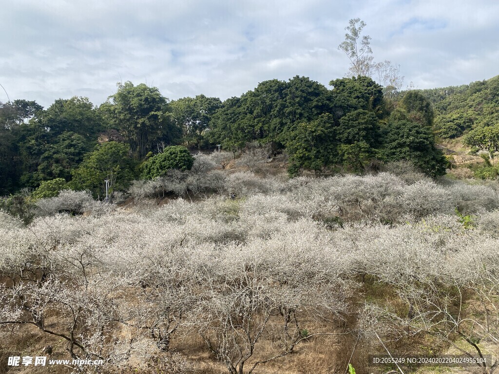 潮州市饶平县东山镇东明村梅花节