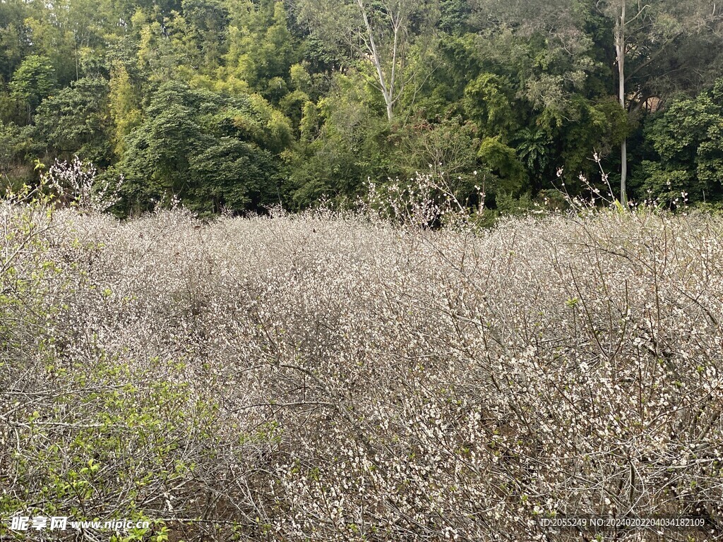 潮州市饶平县东山镇东明村梅花节