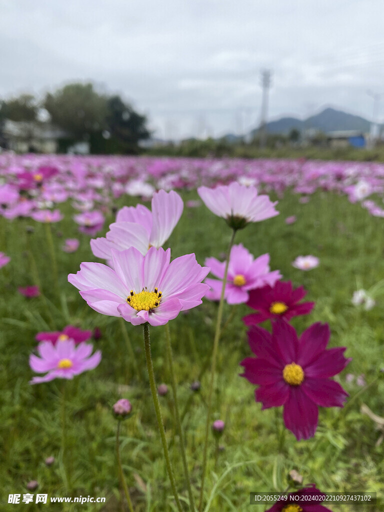 格桑花