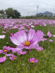 格桑花