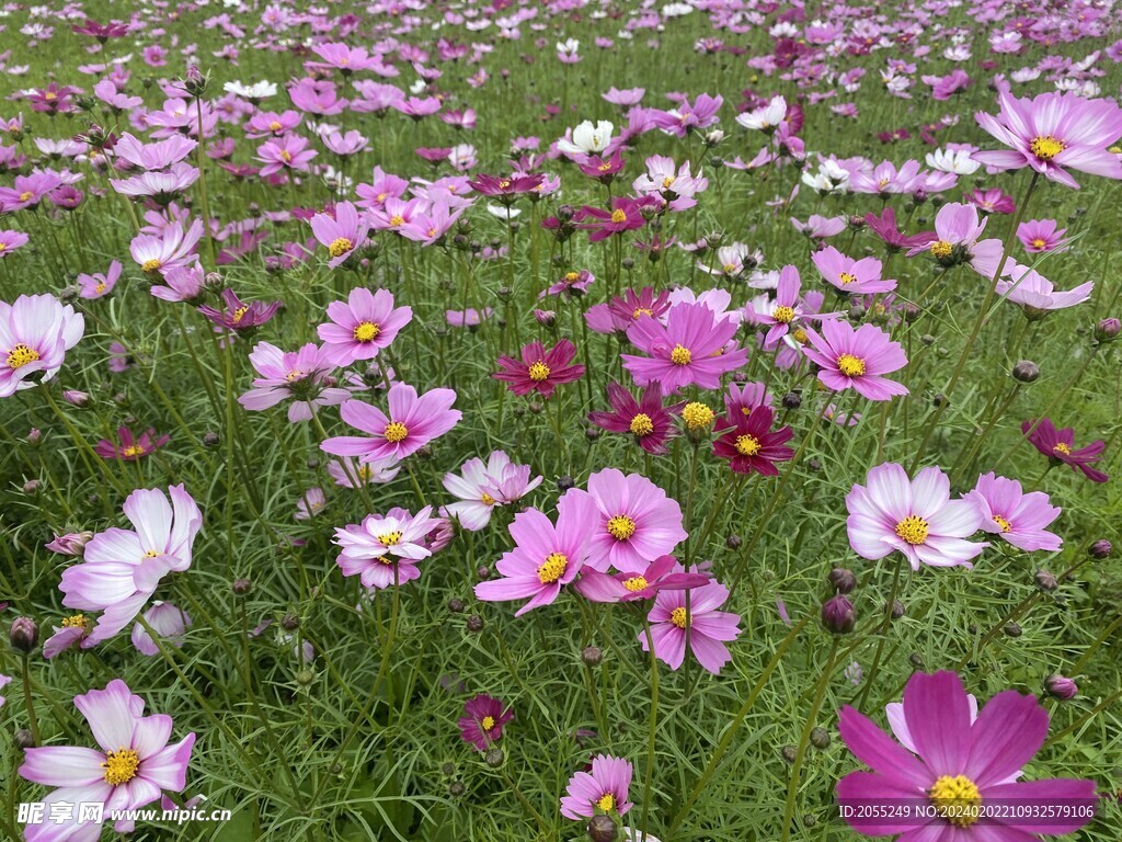 格桑花