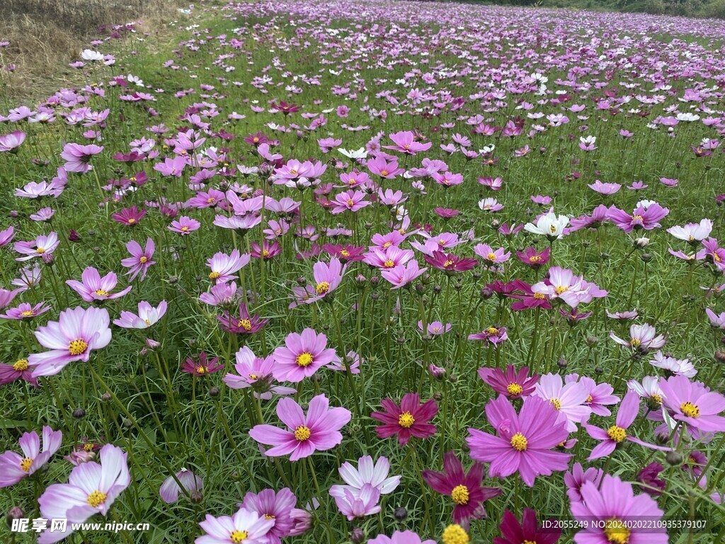 格桑花