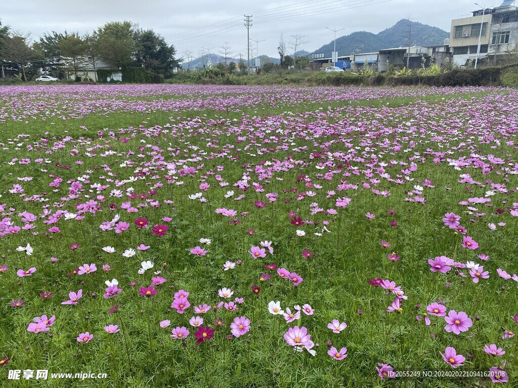 格桑花