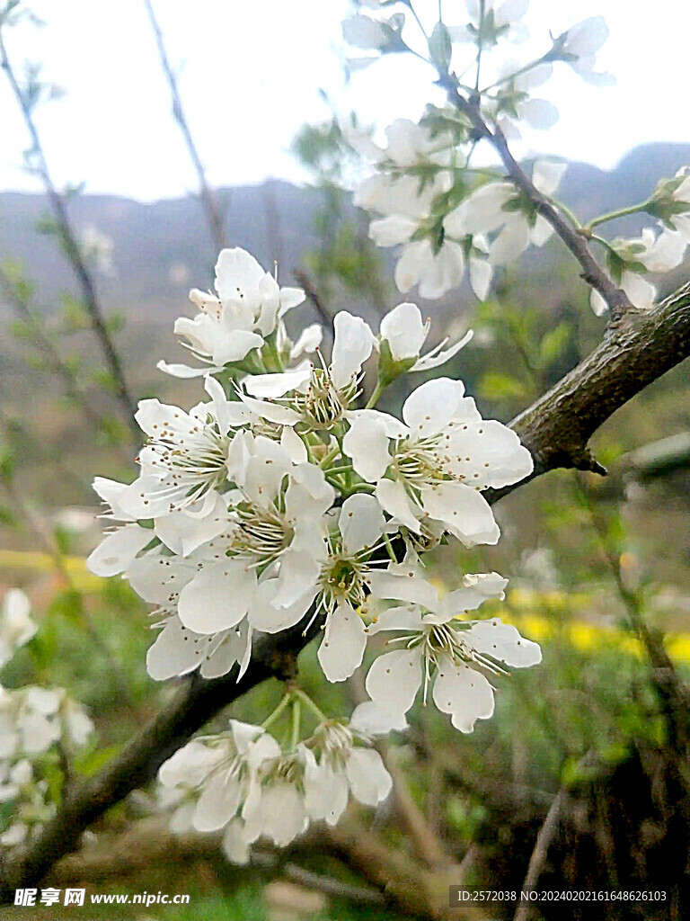 李花怒放