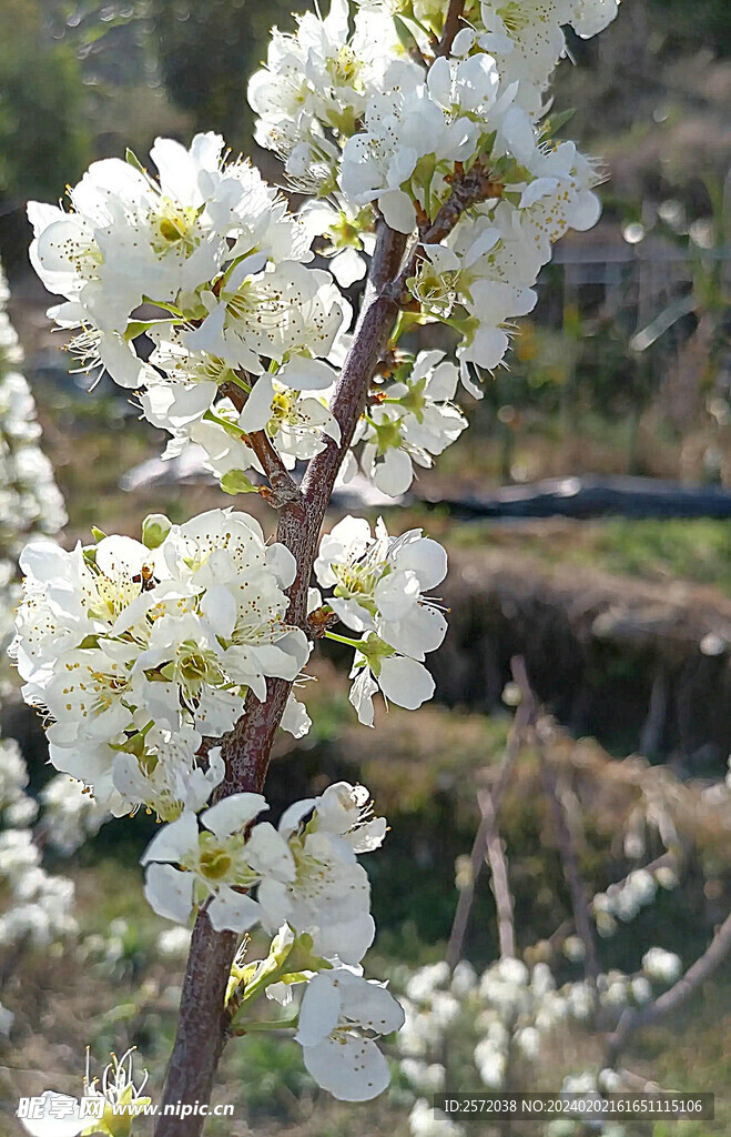 李花怒放