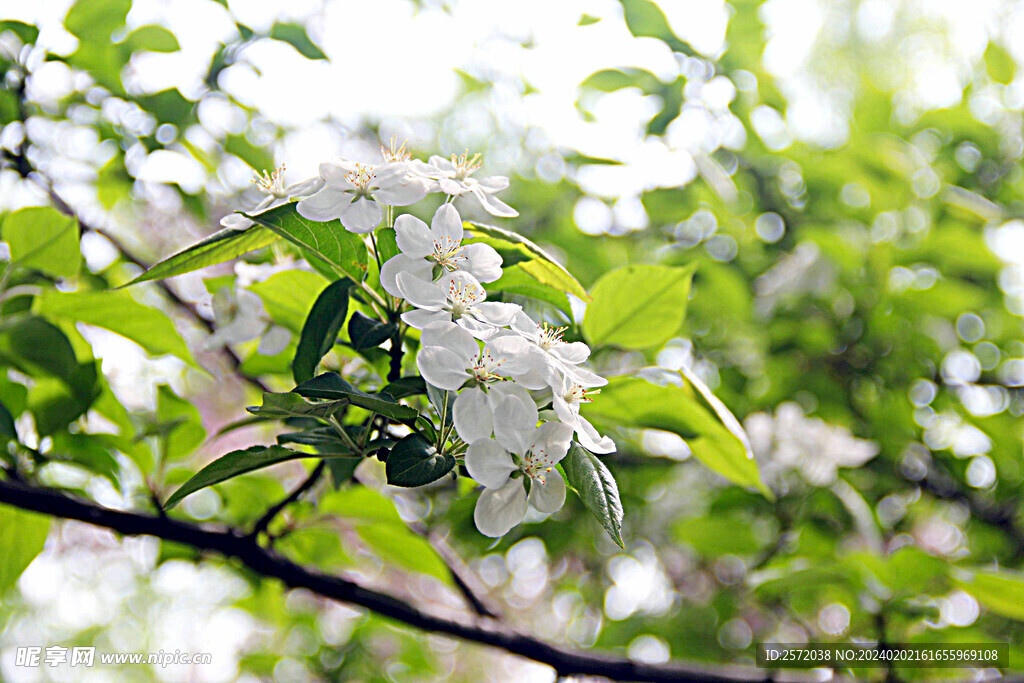李花怒放