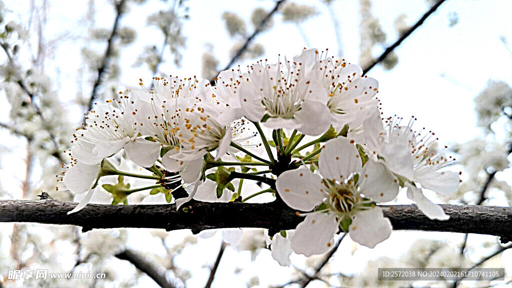 李花怒放