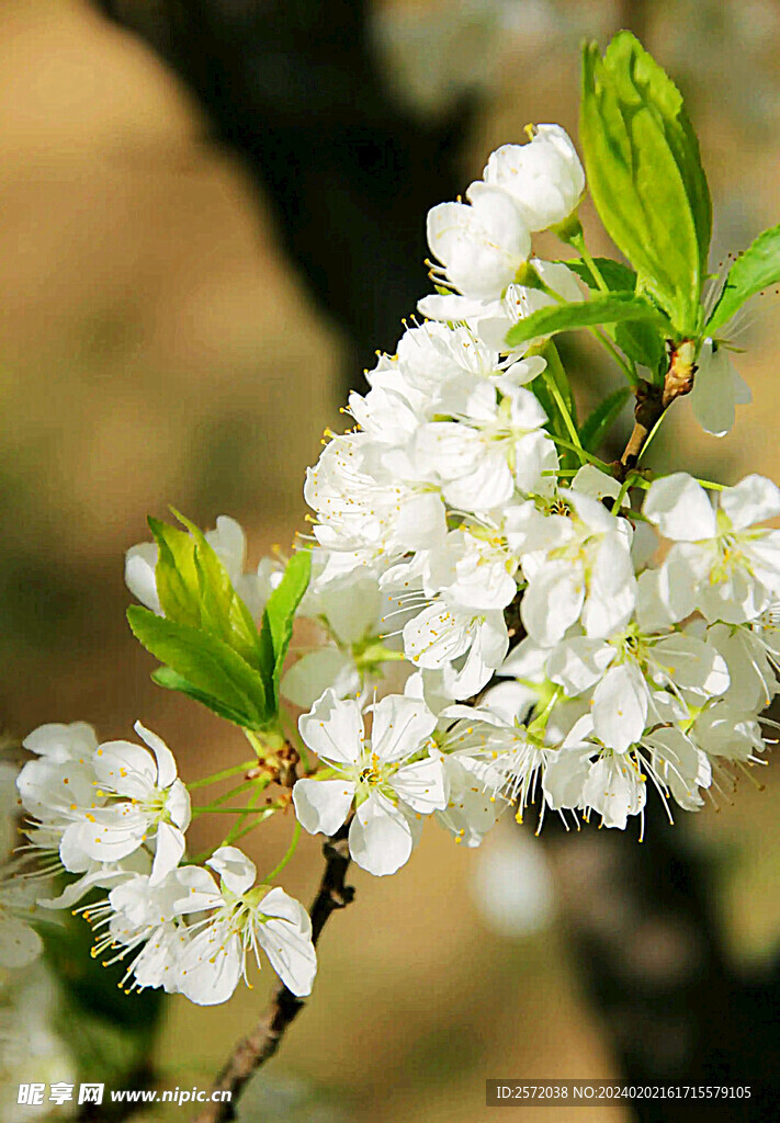 李花怒放