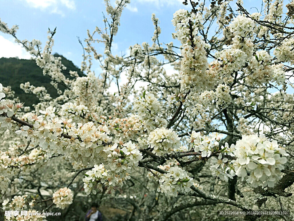 李花怒放