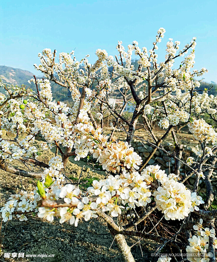 李花怒放