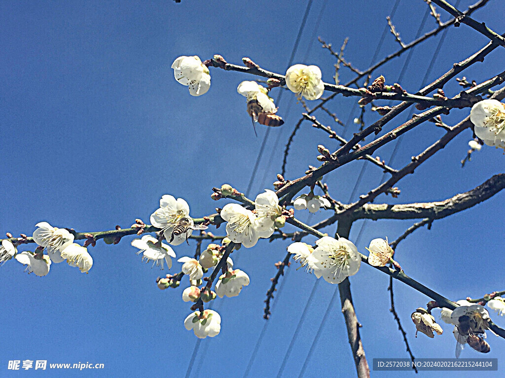 梅花吐艳