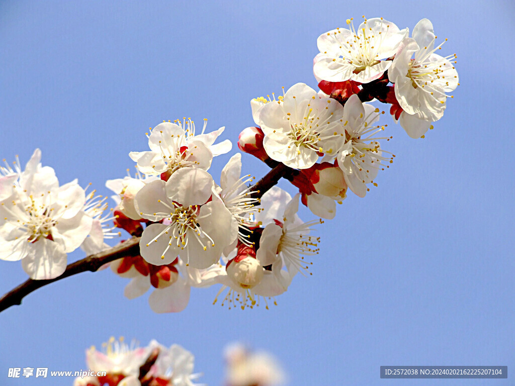 梅花吐艳