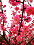 梅花吐艳