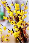 梅花吐艳